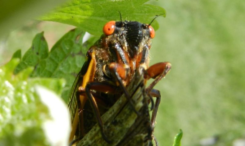 Cicada picture